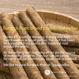 We love Burdock Root. We love to juice burdock root at SpaJuiceBar.  ,Burdock root is a blood purifier and liver cleanser known to remove toxins from the blood.  The root is high in minerals and vitamins, and it's anti-inflammatory. Call SpaJuiceBar at 954-769-1806  to have your shot of burdock root waiting for you. You can do a solo shot of burdock root or enjoy a shot of burdock root in our popular Four Play shot. Four Play is so popular it is a shot of ginger, a shot of turmeric, a shot of burdock root and a shot of aloe. Place your order today at 954-769-1806. Enjoy!!! at SpaJuiceBar in Fort Lauderdale