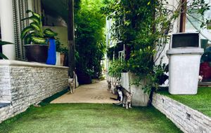 Garden kitties! at Greenlight Cafe & Bar in Koh Samui