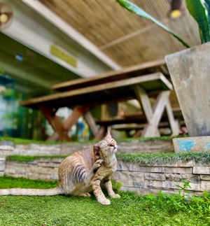  at Greenlight Cafe & Bar in Koh Samui