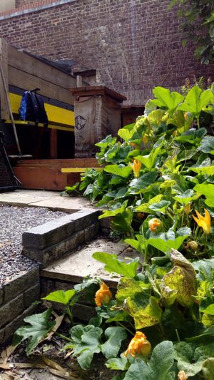 Gorgeous courgette plant in the garden behind the cafe. at Home Coffee - Southsea in Portsmouth