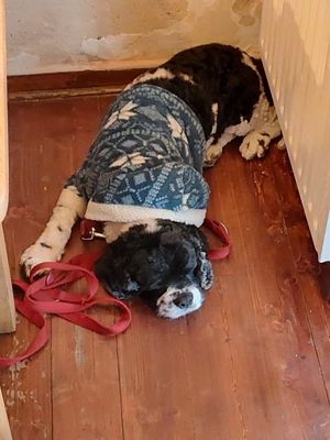  at Cafe Neue Liebe in Berlin