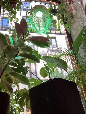 Plants galore!  at Sanissimo - Opera in Madrid