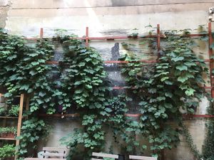 View of the patio at Good Eats Prague in Prague