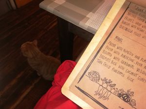 the cat at ONO by Marouli in Rhodes