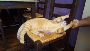 The cat at ONO by Marouli in Rhodes