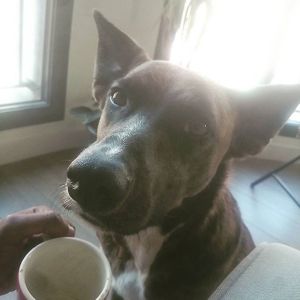 Linga le chien de la maison! at 1944 Gallery Vegan Shop in Paris