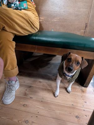 Dog friendly at Cafe Kino in Bristol