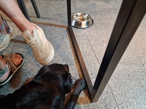 Doggy Friendly 🐶❤️ at Falla - Wawrzyniaka in Poznan