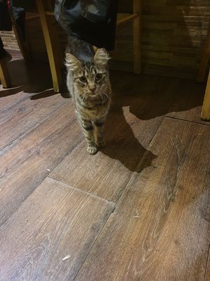 Hauskatze at Trivoli Vegan Kafeneio in Athens