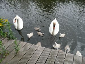Regular visitors in the garden! at FireJuice in Amsterdam