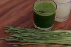 Wheatgrass Shot at The LifeCo Detox in Phuket