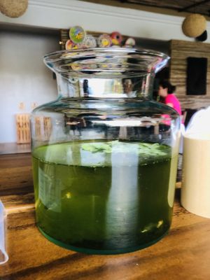 The poor little fish - this is their world. Filthy small bowls 😭  at The LifeCo Detox in Phuket