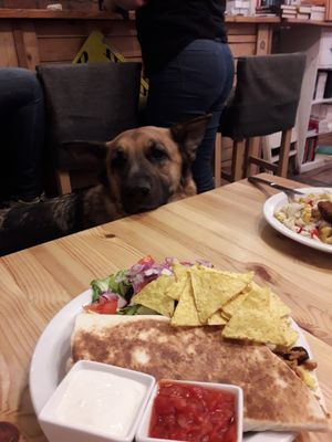 Burrito with dog company  at Zemsta in Poznan