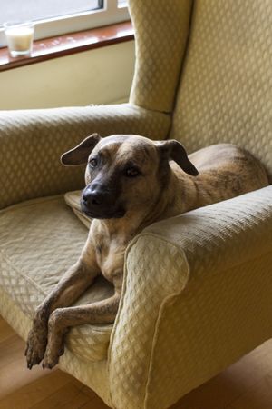 Peanut the dog

 at Rise & Shine in Westport