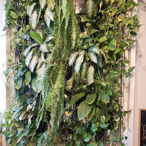 Plant wall at Green Table  in Santa Barbara
