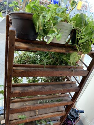 Greenery at Brooklyn Whiskers - Broadway in Brooklyn