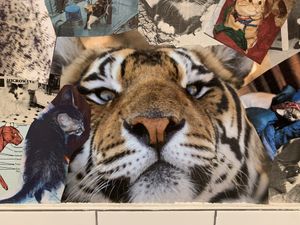 Huge cat collage in WC at Brooklyn Whiskers - Broadway in Brooklyn