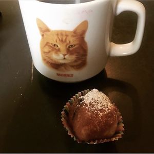 Cat at Brooklyn Whiskers - Broadway in Brooklyn