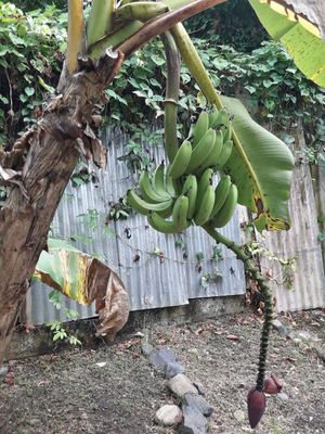 Bananas at Degree 18 Juice Bar in Palmer
