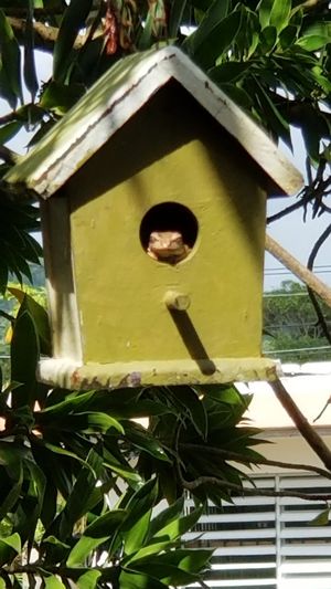 A lizard living in their birdhouse at restaurant. at Degree 18 Juice Bar in Palmer