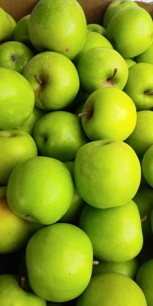 Queen Celeste Apple at Farmer's Market - downtown Berkeley in Berkeley