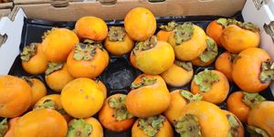 Persimmons at Farmer's Market - downtown Berkeley in Berkeley