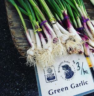 green garlic at Farmer's Market - downtown Berkeley in Berkeley
