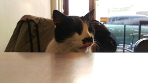 The local Cat, enjoys the people. at Huggers - 허거스 in Seoul