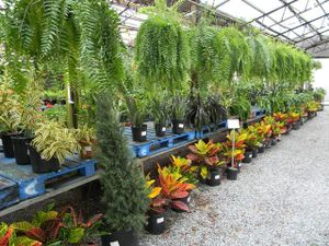Nursery - Plants for sale at Bailey's Produce & Nursery in Pensacola