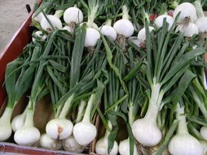 Locally grown Onions for sale at Bailey's Produce & Nursery in Pensacola