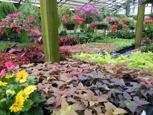 Plants for sale at Bailey's Produce & Nursery in Pensacola