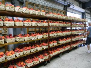 Locally grown peaches at Bailey's Produce & Nursery in Pensacola
