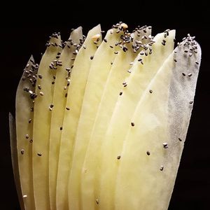 Beauty at Happy Belly / Eat Smart in Tirana