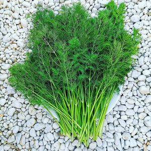 Dill Herbs at Happy Belly / Eat Smart in Tirana