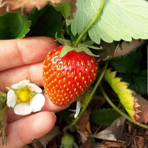 Strawberry at Happy Belly / Eat Smart in Tirana