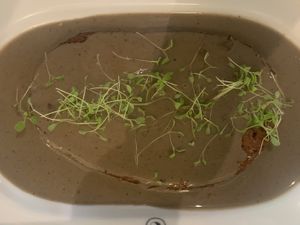 Portuguese steak with pepper sauce  at 26 Vegan Food Project in Lisbon