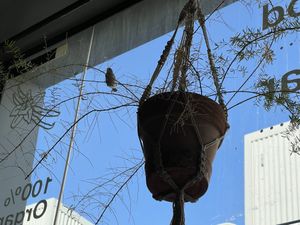 Little birds that took over and made it their home 😄  at Wild & The Moon - Al Quoz in Dubai