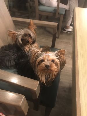 pet friendly too in a pet friendly mall  at Vegan Inc - Miyana in Mexico City