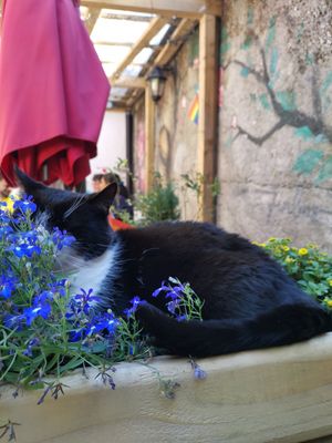 West the cat at The Secret Garden in Galway
