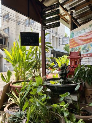   at Bodhi Tree Cafe in Chiang Mai