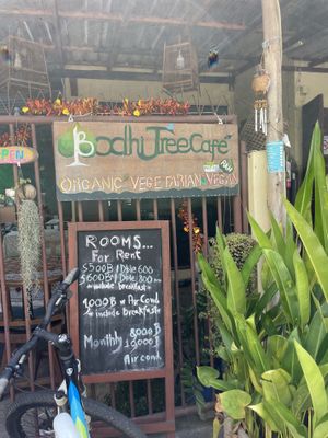   at Bodhi Tree Cafe in Chiang Mai