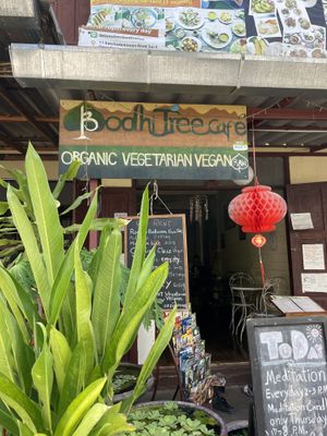   at Bodhi Tree Cafe in Chiang Mai