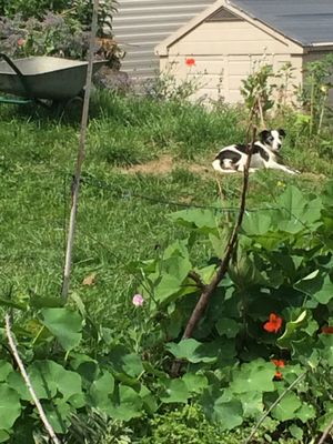 the resident pup at Castle Farm Cafe in Bath
