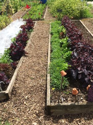 Vegetable garden  at Castle Farm Cafe in Bath