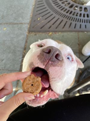 Dog treats  at Plank Coffee in Cloverdale