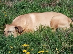 One of the dogs at Mostarlic in Bouconville