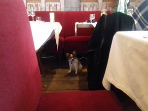 dog friendly :-) at La Salamandre in Etretat