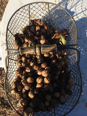 Walnut season! at Domaine de Broc Fontaine in Brosville
