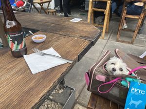 Hime had her own seat 😊 at Veguisima in Mexico City