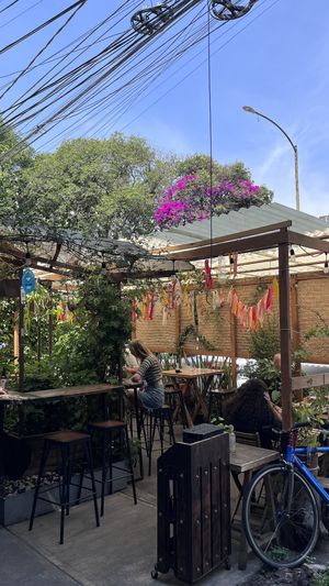 Cute and cozy  at Veguisima in Mexico City